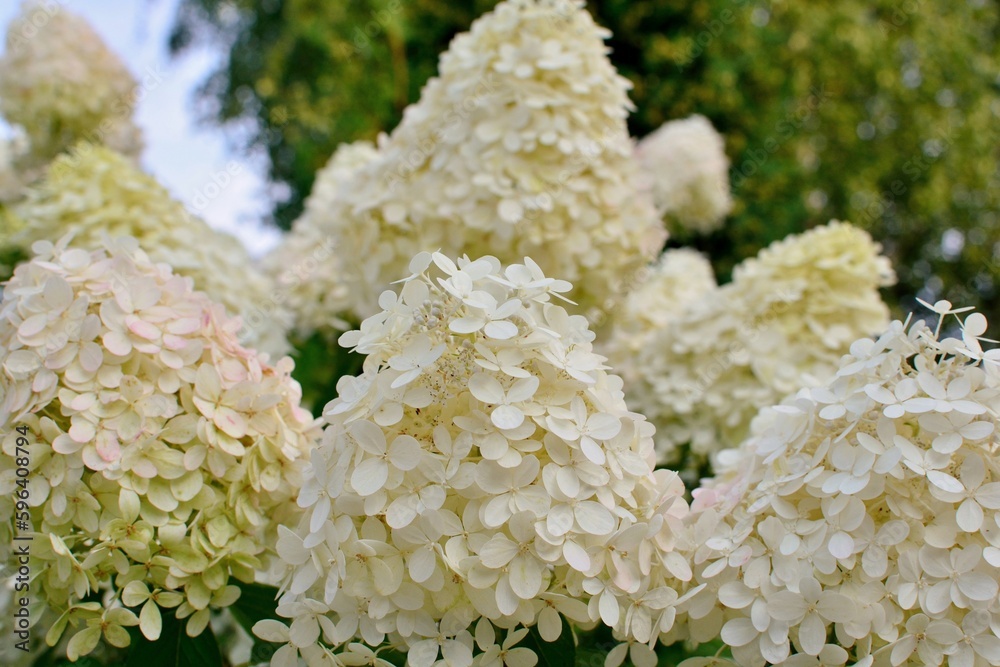 Φωτογραφία Luxury inflorences of white and pink paniculata hydrangeas variety Limelight on the background of the garden