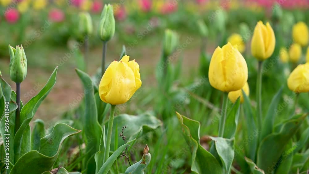 Yellow tulips, spring flowers growing in the field. Beautiful flowers, selective focus Yellow tulips, spring flowers growing in the field. Beautiful flowers, selective focus