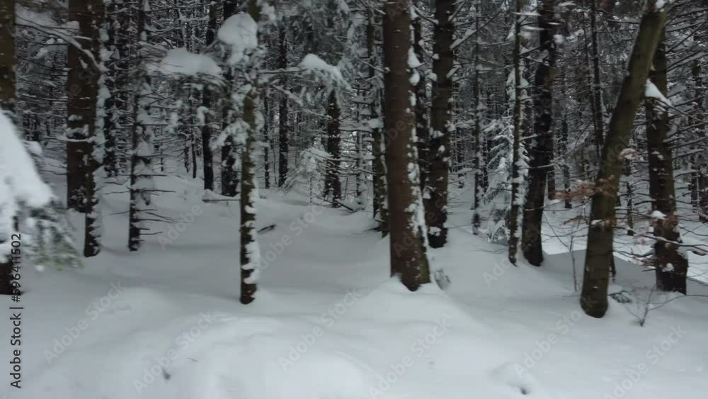 A drone overflight at the bottom of a mountain forest after a very heavy snowfall. In the frame is a coniferous forest with a large layer of snow. A drone overflight at the bottom of a mountain forest after a very heavy snowfall. In the frame is a coniferous forest with a large layer of snow.