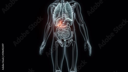 3D rendering Medical Animation of a Human Gallbladder.X-ray of a Gallbladder