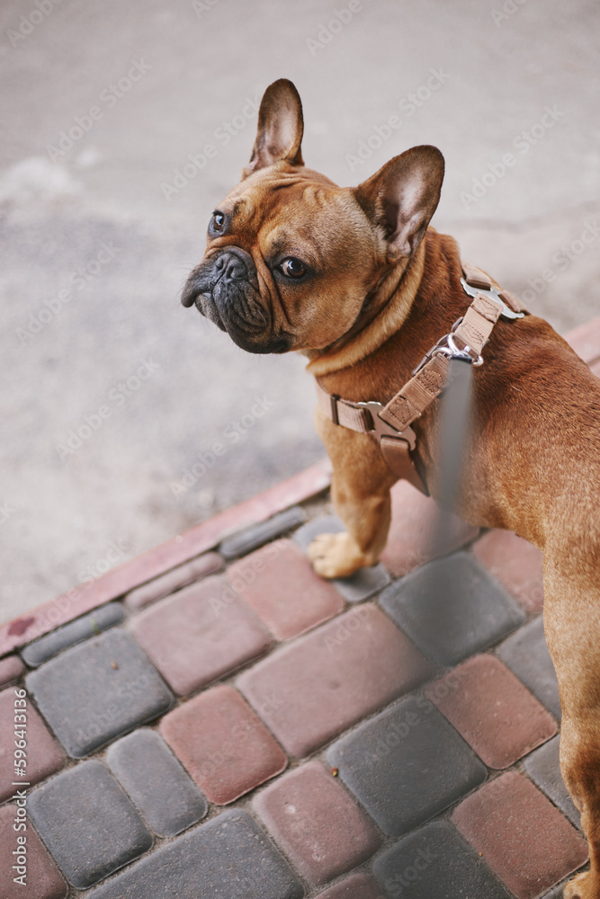 Cute little dog on a leash looking in camera. Adorable French bulldog walking outdoor