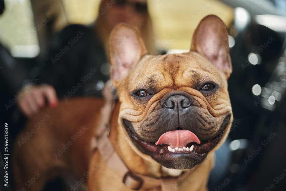 Portrait of funny French bulldog puppy. Cute brown dog sitting in a car with owner and posing for a photo
