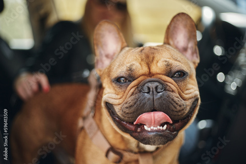 Portrait of funny French bulldog puppy. Cute brown dog sitting in a car with owner and posing for a photo © hurricanehank