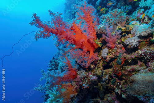 Vibrant Diversity: Colorful Coral Displaying the Wonders of Marine Life