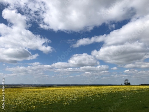 Field of cowslips in Lincolnshire, England photo
