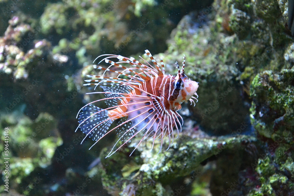 Antenna lionfish close-up. Pterois antennata in an aquarium. Antenna lionfish close-up. Pterois antennata in an aquarium.