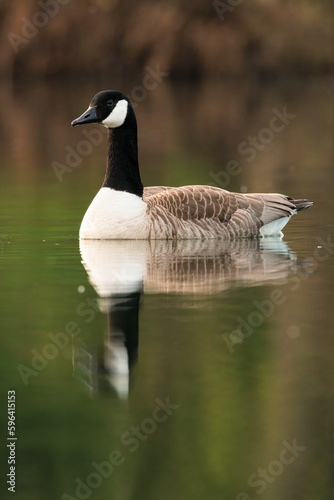 Canada goose swimming on a sunny day