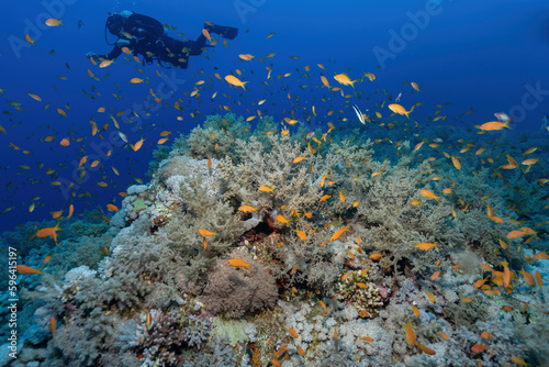 Fototapeta Naklejka Na Ścianę i Meble -  Vibrant Diversity: Colorful Coral Displaying the Wonders of Marine Life