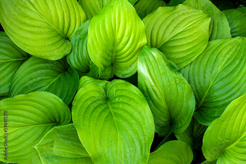large green hosta leaves. green natural background. 