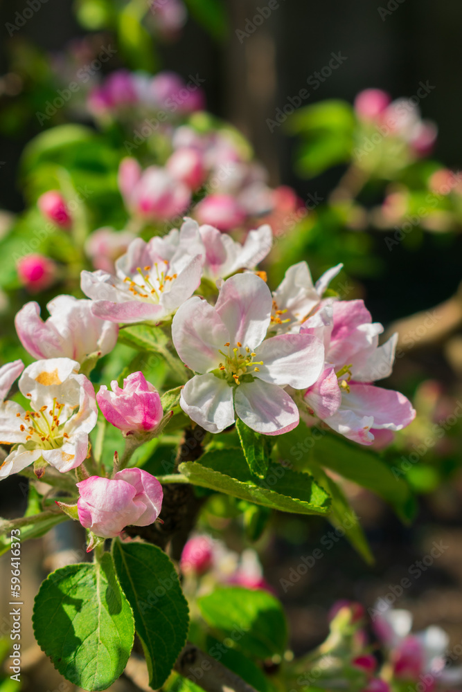 Blossoming branch of apple trees in spring. Apple blossom. Blossoming branch of apple trees in spring. Apple blossom.