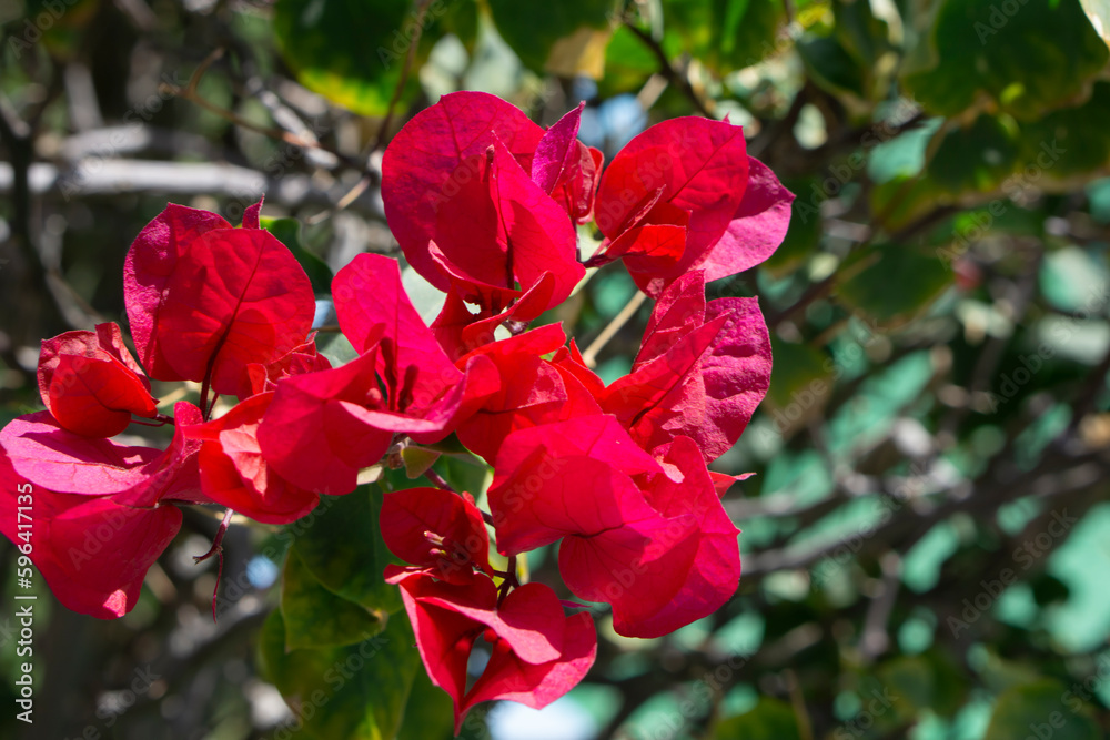 Pink Bougainvillea flowers close up shot with selective focus. Blooming bougainvillea. Bougainvillea flowers as a background.Floral background. Violet bougainville flowers blooming on white wall. Pink Bougainvillea flowers close up shot with selective focus. Blooming bougainvillea. Bougainvillea flowers as a background.Floral background. Violet bougainville flowers blooming on white wall.