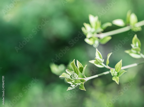Buds and young leaves of dogwood tree on green abstract background. Botanical name - Cornus sanguinea. Planted as aesthetic plant and is utilized for hedges, borders or screens
