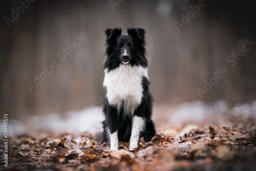 Sheltie dog portrait of dog © Nikol
