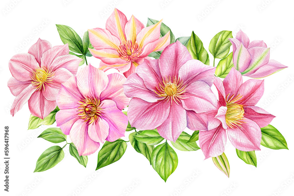 Obraz premium Clematis flowers, bouquet on isolated white background, watercolor botanical painting. Realistic Pink flower hand drawn
