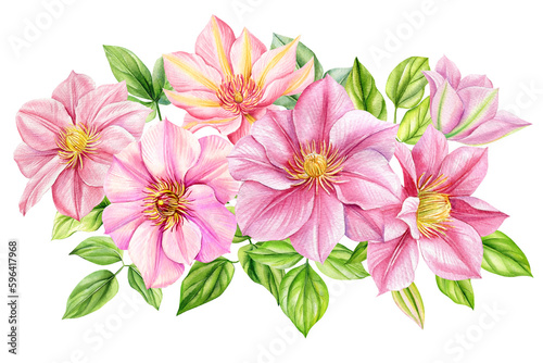 Clematis flowers  bouquet on isolated white background  watercolor botanical painting. Realistic Pink flower hand drawn