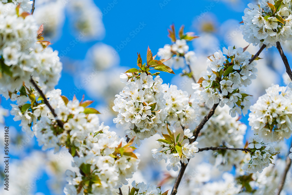 A sprig of white flowers blooms on a cherries tree in garden against a blue sky, closeup