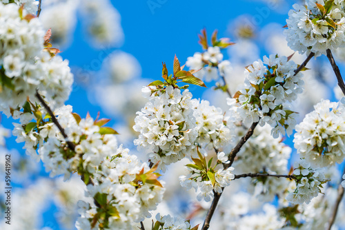 A sprig of white flowers blooms on a cherries tree in garden against a blue sky  closeup