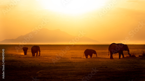 A herd of elephant with calf ( Loxodonta Africana) passing by in golden backlight, Amboseli National Park, Kenya.