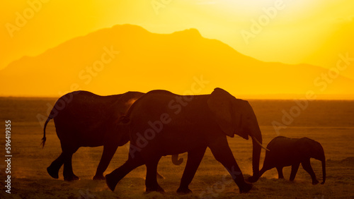 A herd of elephant with calf ( Loxodonta Africana) passing by in golden backlight, Amboseli National Park, Kenya. © Gunter