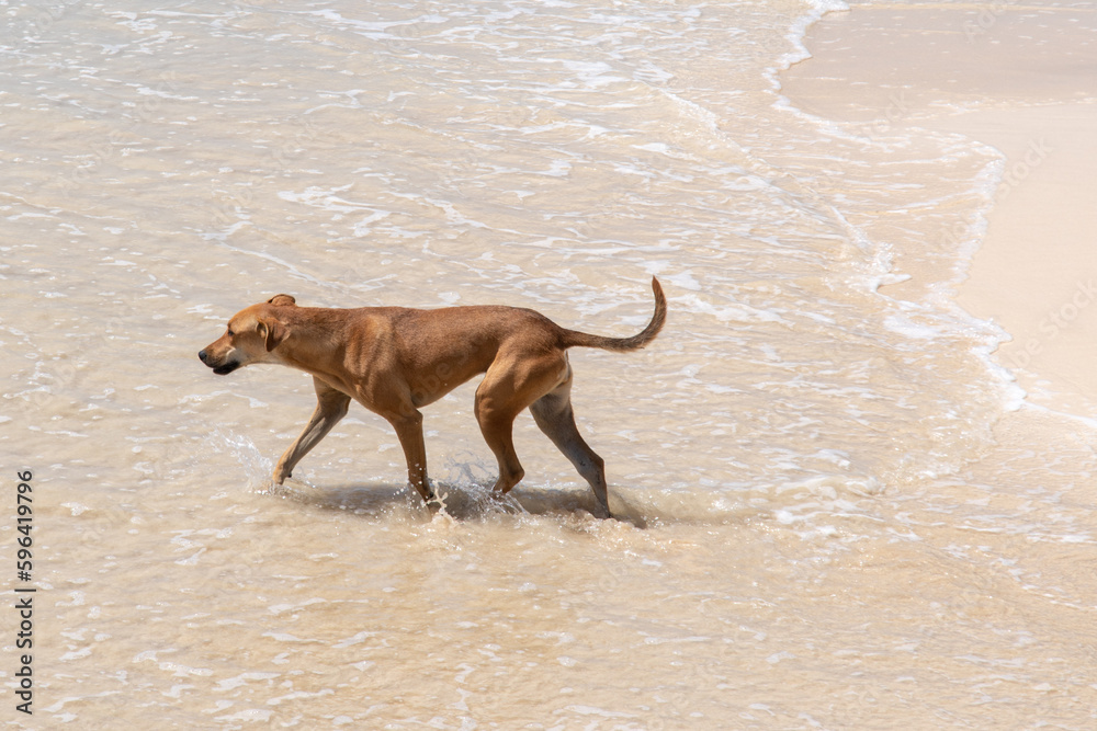 ein Hund schreitet durch die seichte Gischt am Strand ein Hund schreitet durch die seichte Gischt am Strand