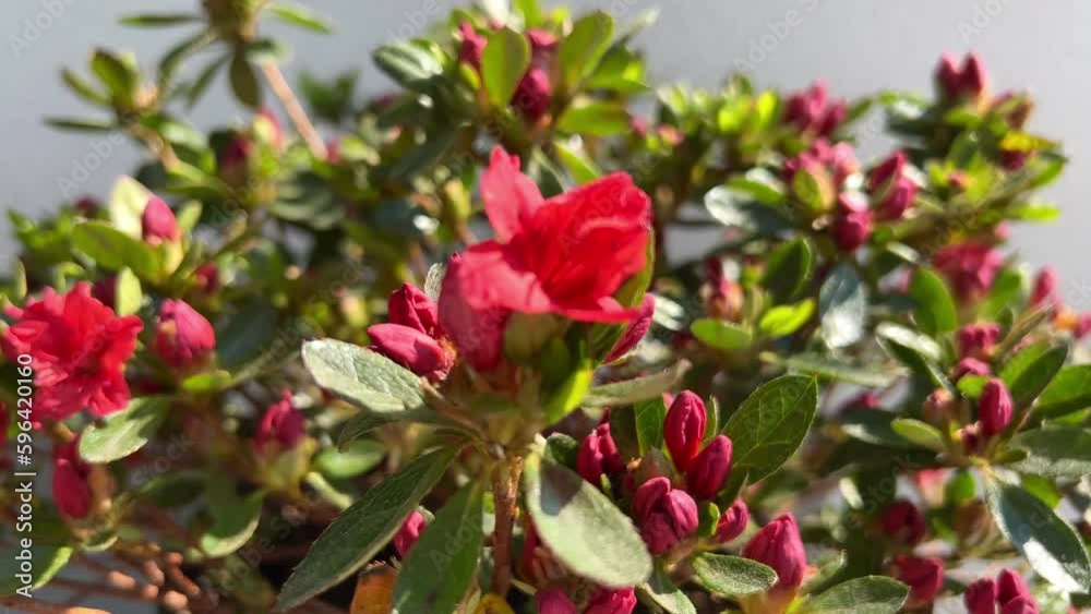 Blooming red azalea or Rhododendron plant with flowers in a pot. Blooming red azalea or Rhododendron plant with flowers in a pot.