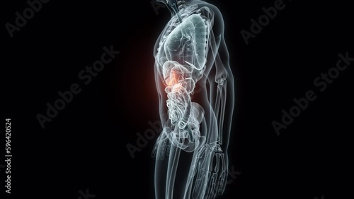 3D rendering Medical Animation of a Human Gallbladder.X-ray of a Gallbladder