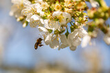 Honey bee on a cherry blossom, collecting pollen in a bee friendly garden