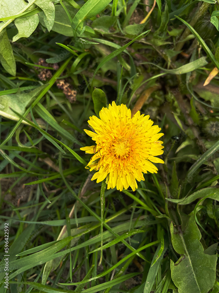 The first dandelions, green grass, spring The first dandelions, green grass, spring