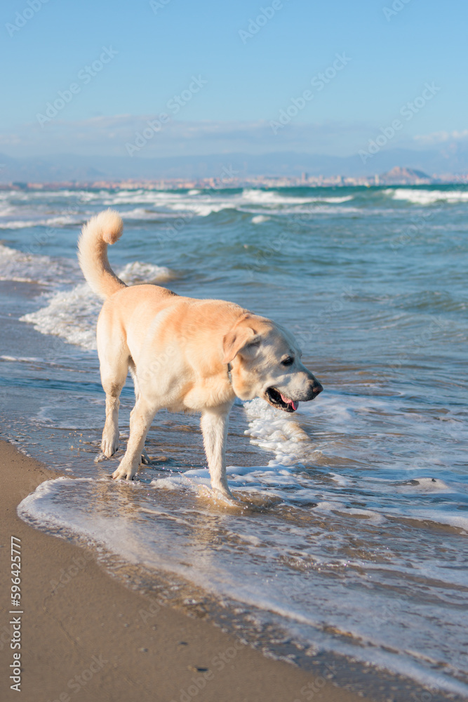 Labrador dog has fun and bathes at the beach Labrador dog has fun and bathes at the beach