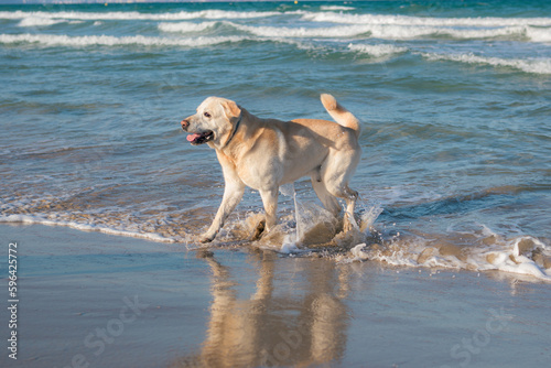 Labrador dog has fun and bathes at the beach