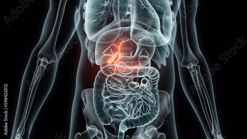 3D rendering Medical Animation of a Human Gallbladder.X-ray of a Gallbladder