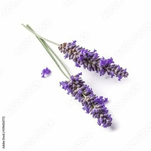 Lavender flower isolated. Illustration AI Generative