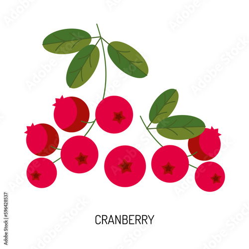 Juicy cranberry berry isolated on a white background. Vector illustration of berries for design