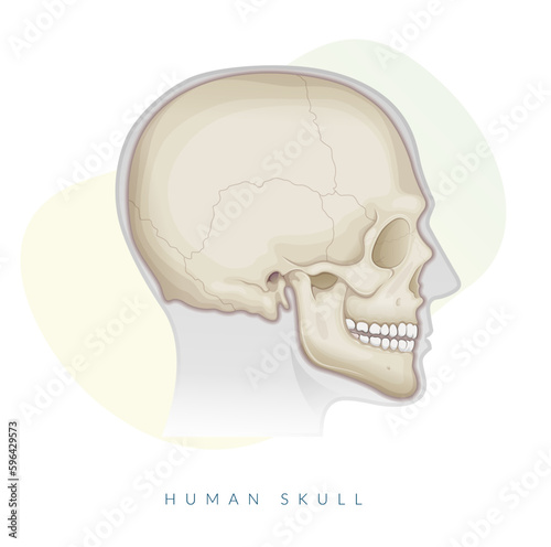 Human Skull - Anatomy - Stock Illustration