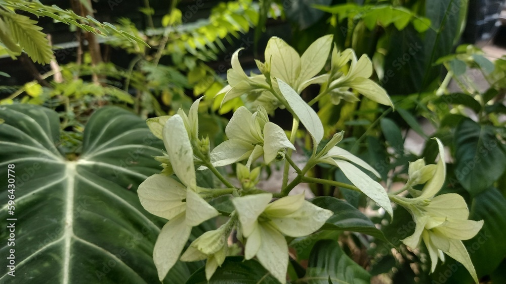 Mussaenda pubescens flowers or white beautiful nusa flowers Mussaenda pubescens flowers or white beautiful nusa flowers