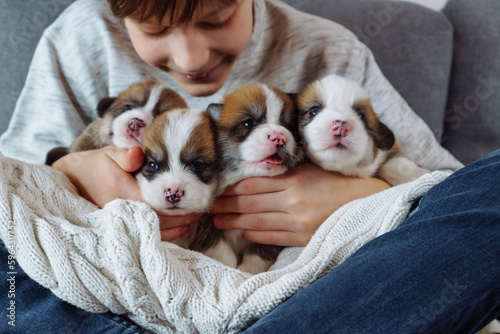 Full armful of happiness. Boy in T-shirt and jeans is smiling happily, sitting cross-legged on sofa with puppies on his knees. Love and happiness. Positive emotions. Happy childhood. Caring for pets.
