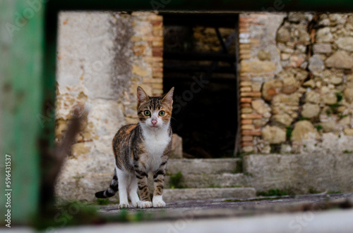 A cat in the street