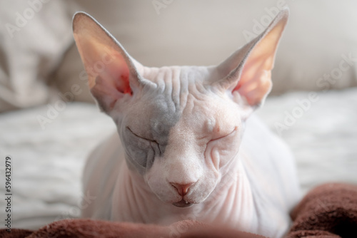 close-up shot of the face of a beautiful  cute  sleepy sphinx cat lying on a bed