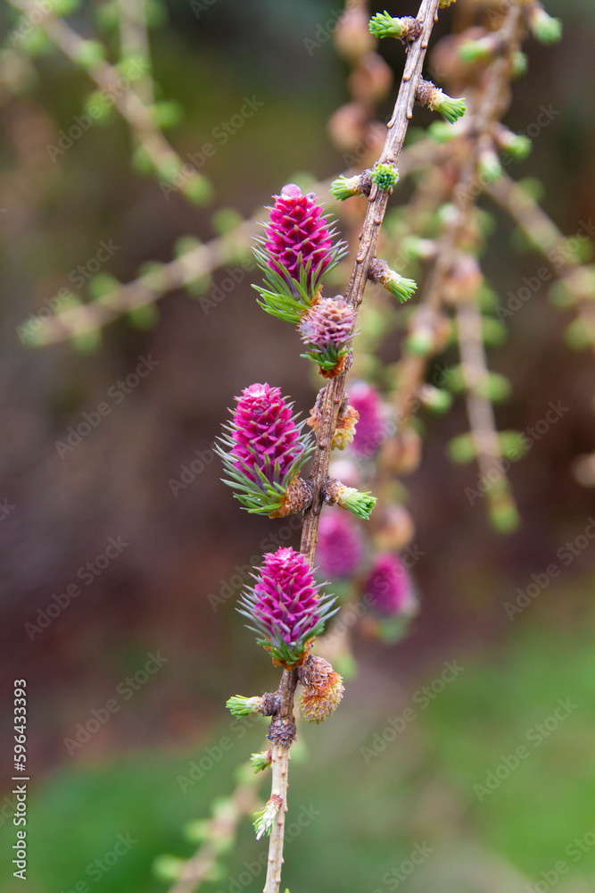 Kwitnący Modrzew | Blooming Larch Kwitnący Modrzew | Blooming Larch
