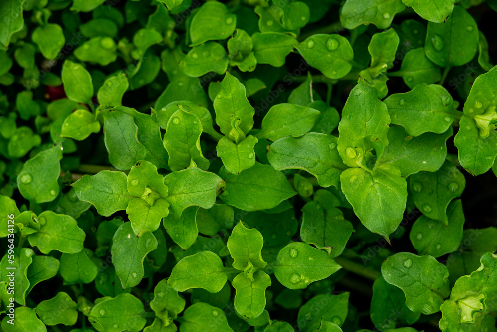 Selective focus of the waterdrops or raindrops on common chickweeds or chickwort leaves. Dew drops or water droplets on the winterweed, stellaria media or startweed leaves Selective focus of the waterdrops or raindrops on common chickweeds or chickwort leaves. Dew drops or water droplets on the winterweed, stellaria media or startweed leaves