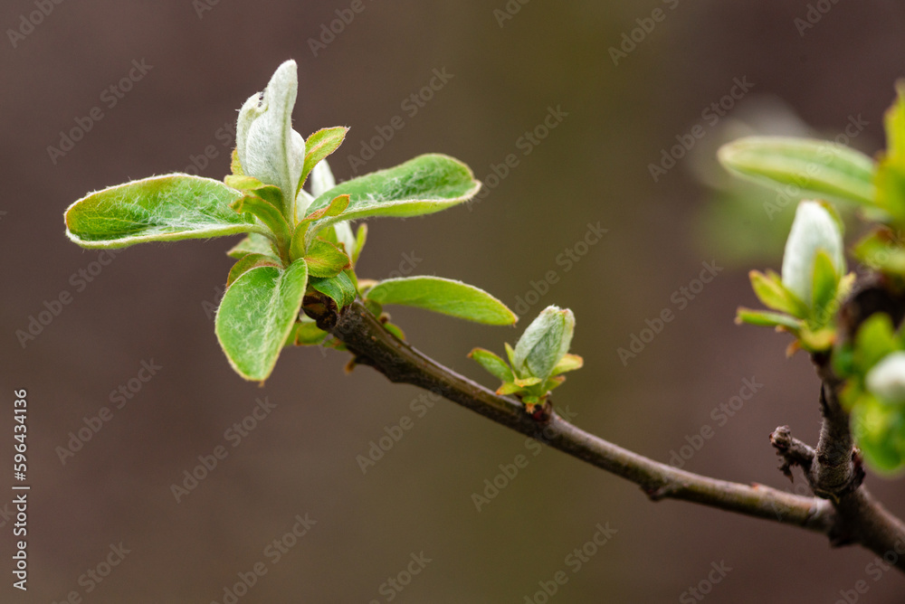 Close up Quince tree twig with young leaves and buds Half-open flower spring garden Close up Quince tree twig with young leaves and buds Half-open flower spring garden