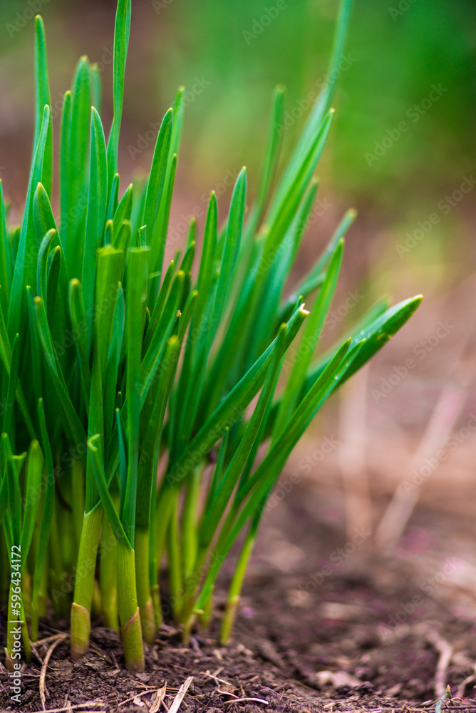 young green garlic leaves grows in the ground in the spring in the early morning, close-up. Organically grown plantation planted often spicy food ingredient. young green garlic leaves grows in the ground in the spring in the early morning, close-up. Organically grown plantation planted often spicy food ingredient.