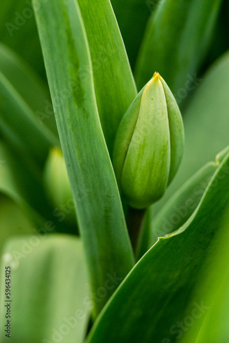 Closed and unbloomed buds of red tulips banner  floristry shop unflowered macro garden green leaves.