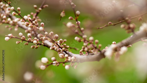 Beautiful spring plums blossom branches of white flowers soft airy blurred green background garden tree close up banner green leaves selective focus backdrop.