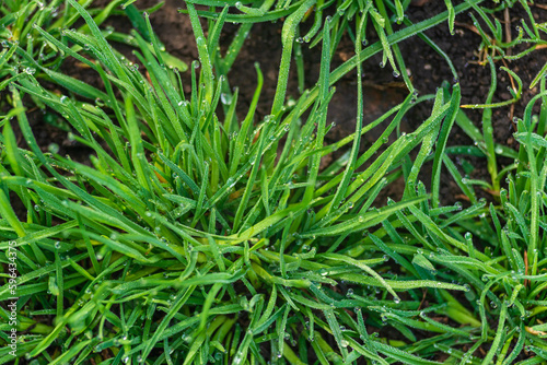 Elytrigia. Herbaceous background of juicy high green couch grass close-up. Fresh young bright grass Elymus repens beautiful herbal texture, spring Water drops, wheatgrass morning dew, rain law photo