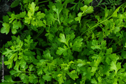 Green Cress salad plants, top view, close up macro. Microgreen Growing cress salad leaves, closeup. Microgreens Garden planted Lepidium sativum. Healthy eating concept. Micro greens growing sprouts