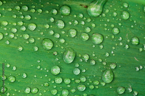 fresh green leaf with water drop, relaxation nature concept macro.