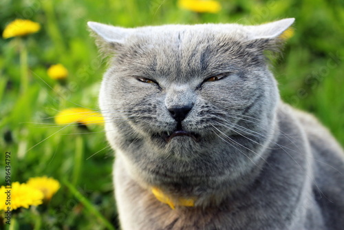 A gray fluffy purebred Scottish straight-eared cat in a yellow collar against fleas and ticks walks in the garden and sneezes. Allergy to dandelions and spring flowers in animals.