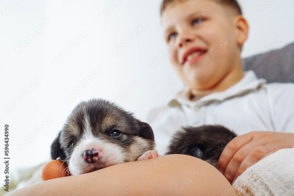 Charming Welsh corgi puppy, who recently opened his eyes and looks intently intocamera, lies on lap of teenage boy. Caring for and caring for pets. Love and friendship. Positive. Happy childhood. Charming Welsh corgi puppy, who recently opened his eyes and looks intently intocamera, lies on lap of teenage boy. Caring for and caring for pets. Love and friendship. Positive. Happy childhood.