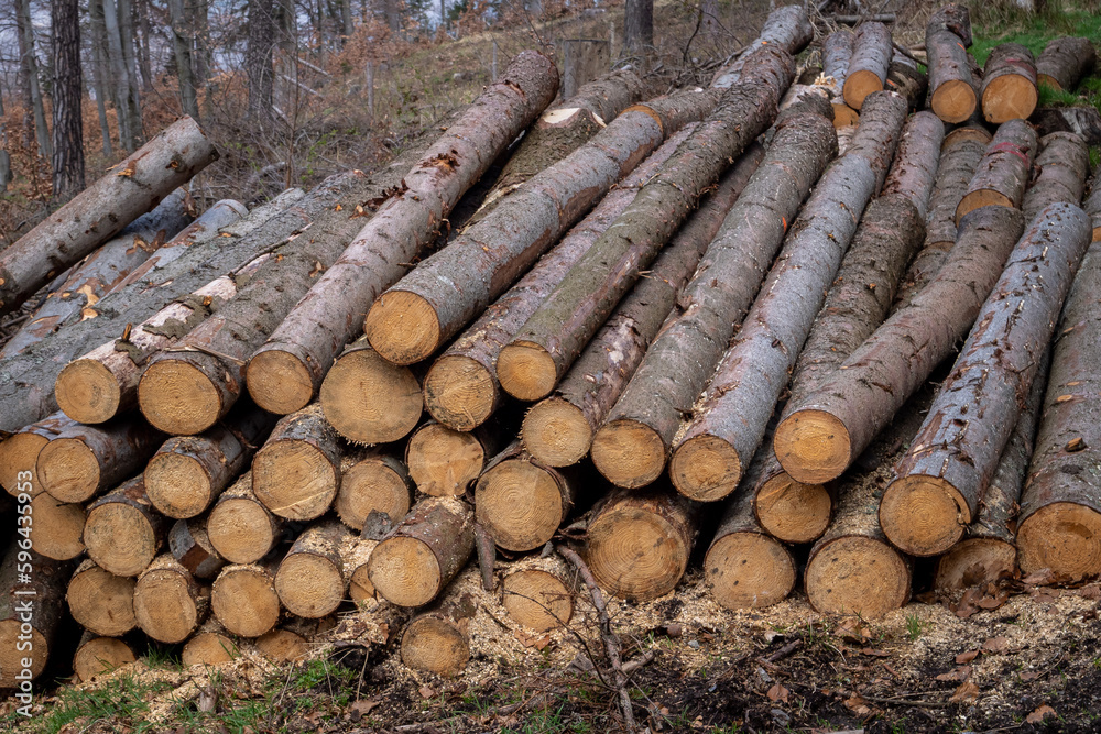 Forest pine and spruce trees. Log trunks pile, the logging timber wood industry. Forest pine and spruce trees. Log trunks pile, the logging timber wood industry.